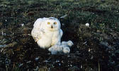 Snowy Owl & chicks, Bylot Island