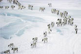 Spring Migration, George River Herd , Quebec