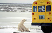 Polar Bear Tour- Churchill