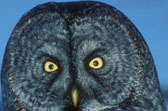 Great grey owl, Quebec