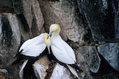Gannets, Nfld