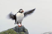 Puffin, QC