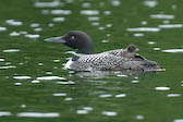 Common loon with chick, QC