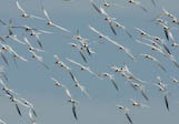 Royal terns, Baja, Mexico