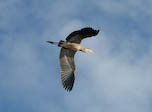 Great blue heron, Baja