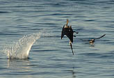 Brown pelican , Baja