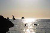 Brown pelicans, Baja