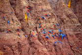 Macaws gathering, Peru