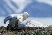 Snowy owls & lemmings- Nunavut