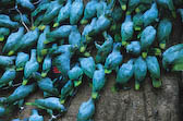 Parrots on clay lick, Peru