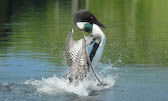 Common loon , territorial display, QC