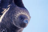 Skua, Antarctica 