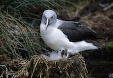 Grey headed albatross, Antarctica