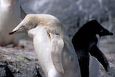 Leucistic Adelie penguin, Antarctica