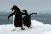 Gentoo penguin & chick, Antarctica