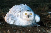Snowly owl on eggs Ninavut