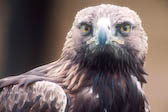 Golden Eagle, NWT