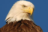 Bald eagle, BC