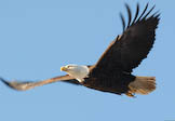 Bald eagle flight, BC