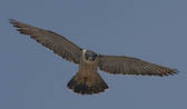 Peregrine falcon, Nunavut