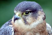 Sparrow hawk, Ont