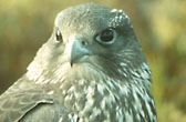 Gyr falcon, NWT