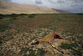 Dead Horse, Gobi desert  Mongolia