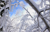 Fresh Snow, Gatineau Hills – Quebec Canada