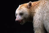 Spirit Bear