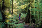 Old Growth Forest