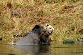 Grizzly mother playing with cub