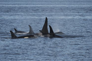 orca whales