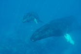 Mother & calf- bonding, Humpback
