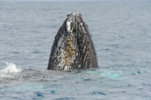 Spy hopping. Humpback
