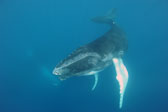 Calf approximately 1 month old. Humpback