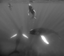 Cameraman with calf, mother & escort. Humpback Whales


