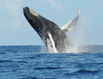 Breach! Humpback Whale


