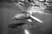 Calf & Female Humpback Whale
