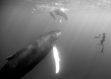 Humpback calf and mother with cameraman
