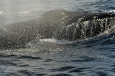 Humpback close-up - thar she blows
