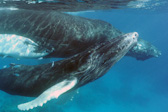 Mother & Calf. Humpbacks
