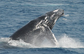 Breach. Humpback
