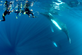 Swimmers with Mother & Calf. Humpbacks
