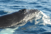 Blowhole & Tubercles Close-up. Humpback
