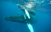 Calf & mother surfacing for air. Humpbacks
