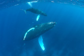 humpback mother & calf