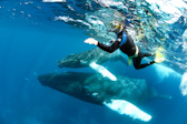 Swimmer with mother & calf. Humpback
