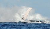 Breach impact with pectoral up. Humpback
