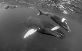 Swimmers & Mother & calf. Humpback
