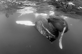 Front View - Calf nuzzling mother. Humpback
